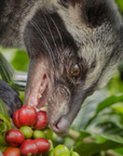 luwak eating berry.jpeg