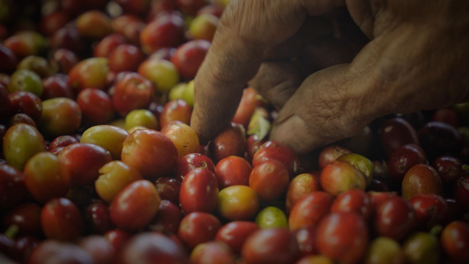 women picking beans.jpeg