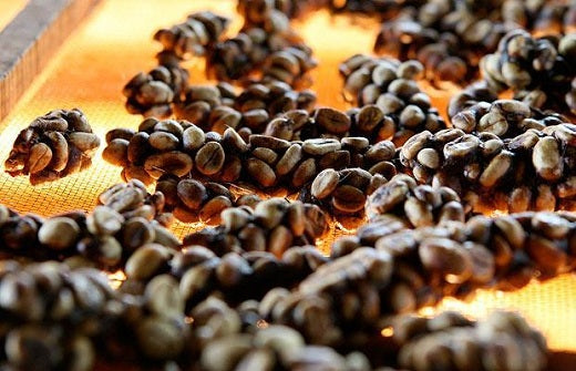Roasted luwak coffee beans on a baking tray