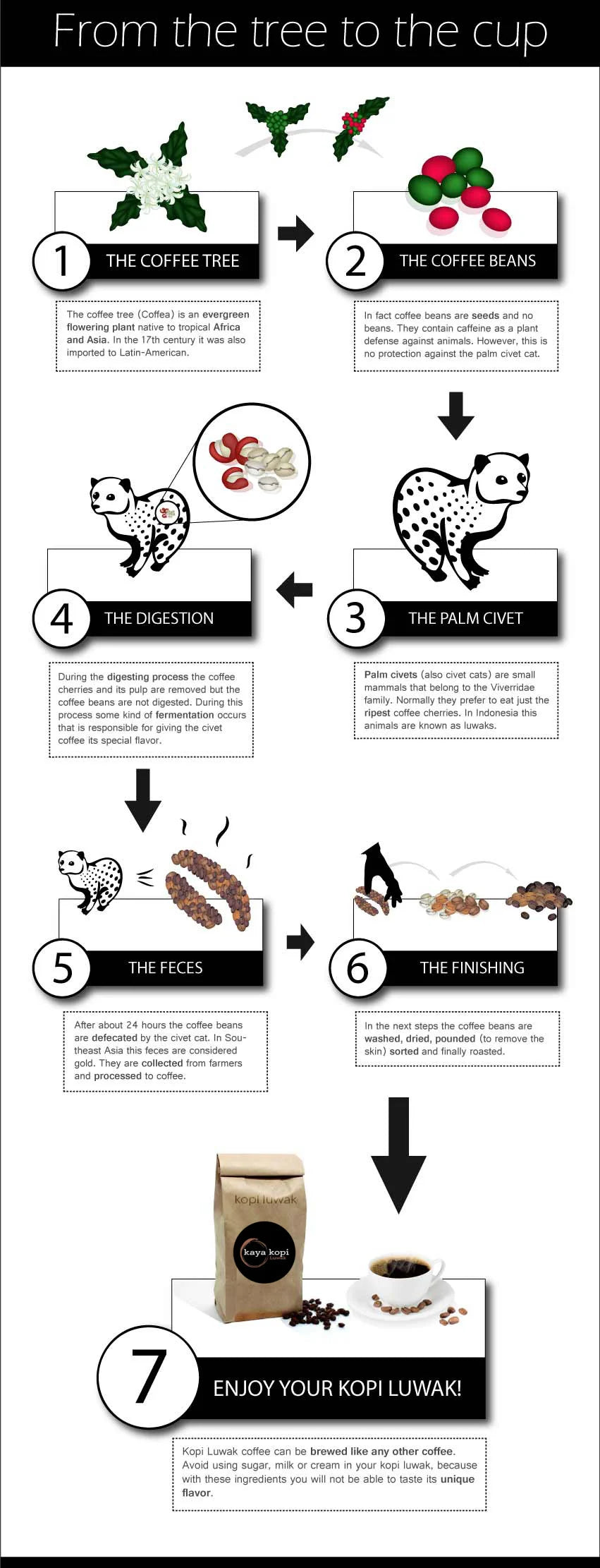 Infographic detailing the journey of coffee from tree to cup with illustrations and text.