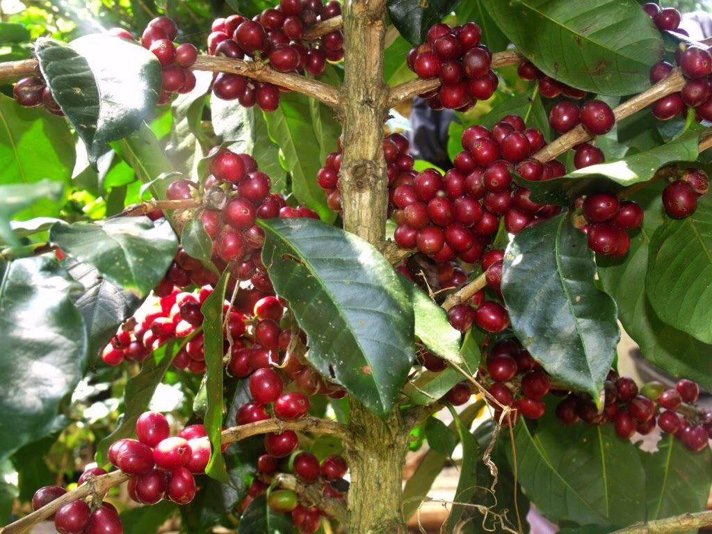 Red luwak coffee berries on a branch with green leaves