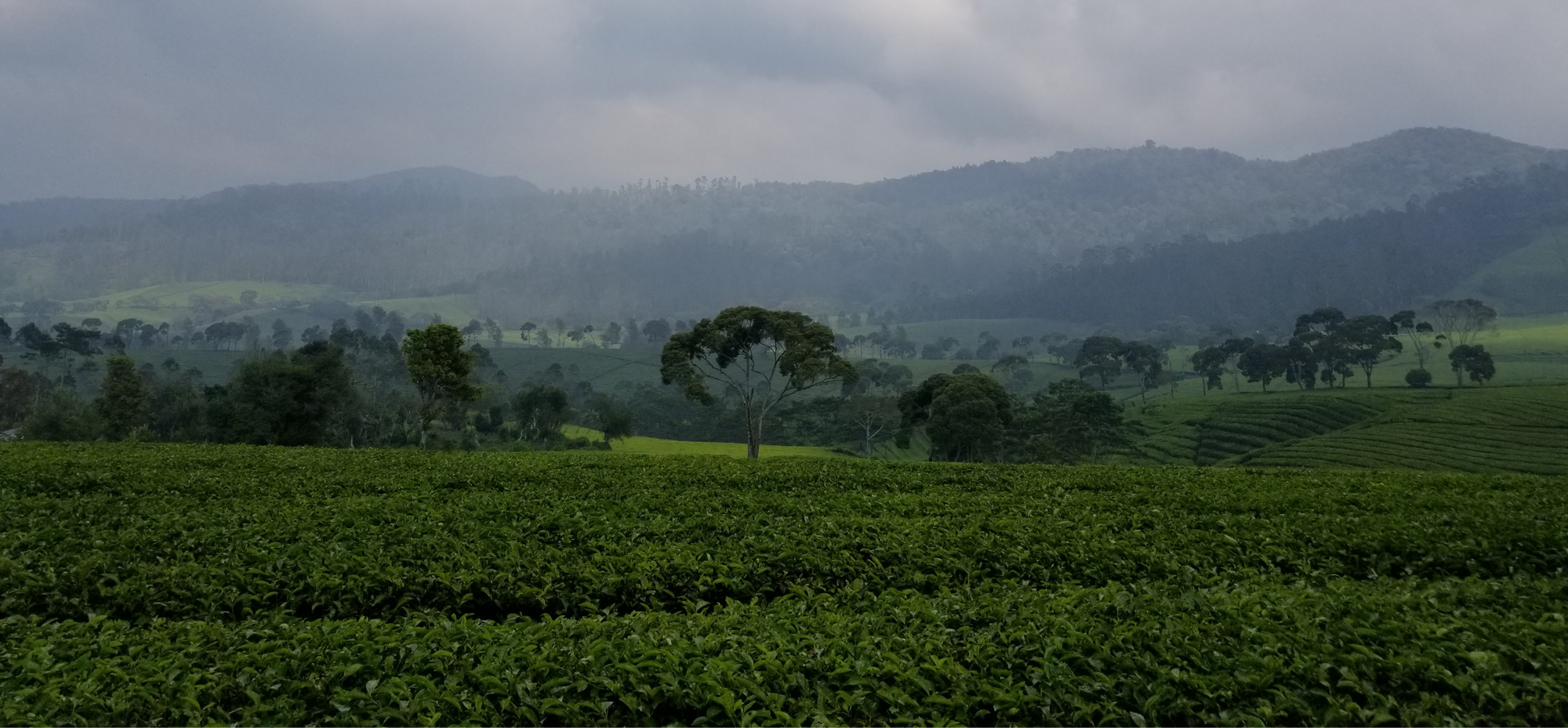 Kaya Kopi luwak coffee farm morning view