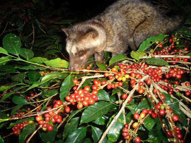 Small civet eating luwak coffee berries on a branch at night