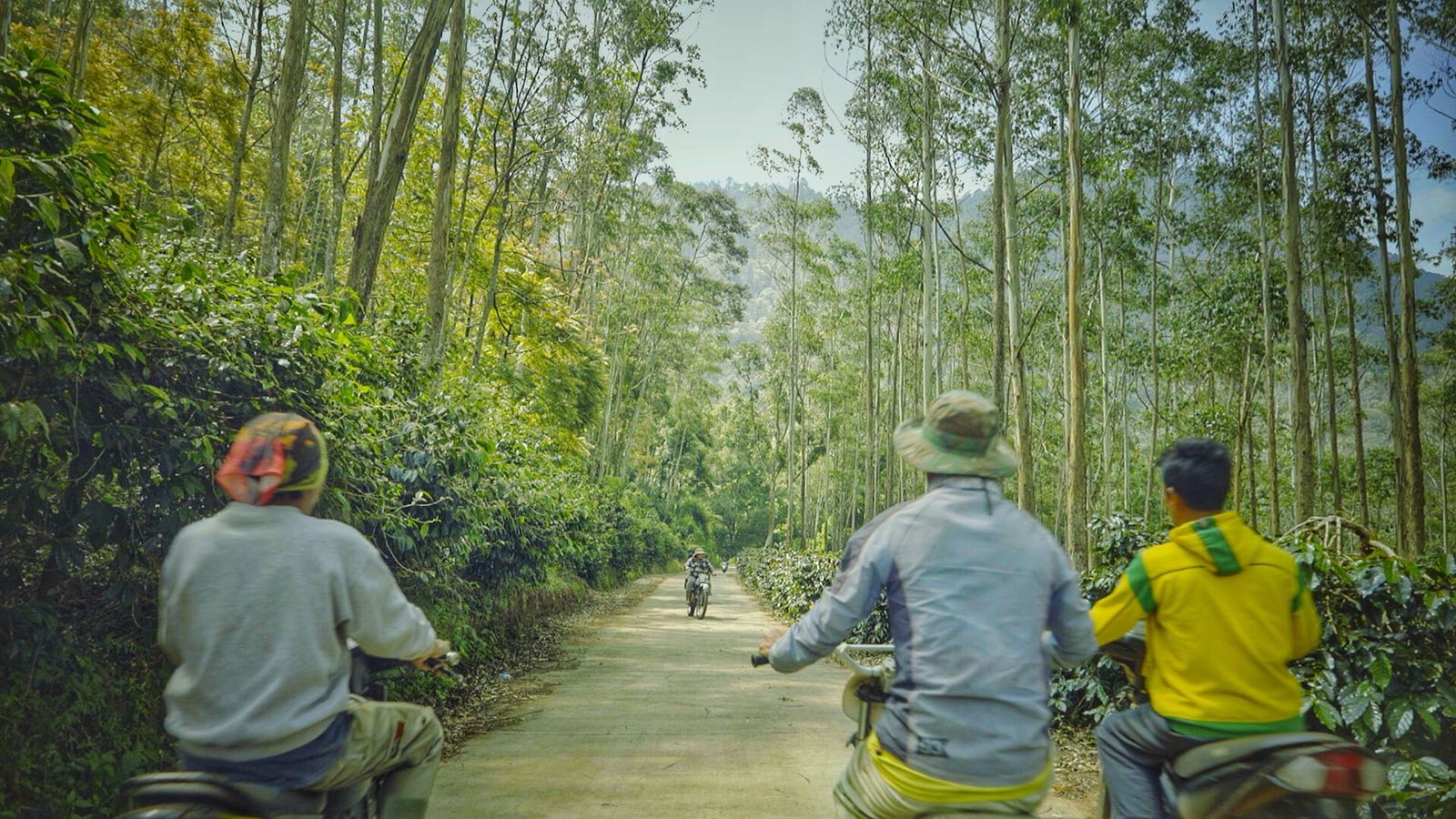 Farm workers riding through the coffee plantation forest path surrounded by lush trees.