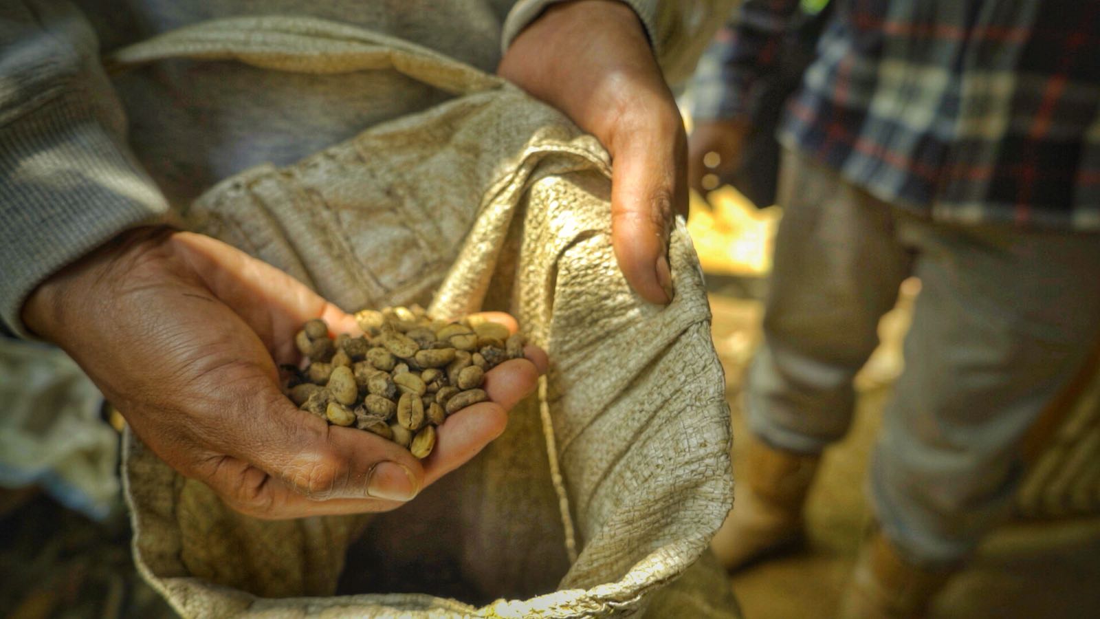 Person holding a handful of Kaya Kopi