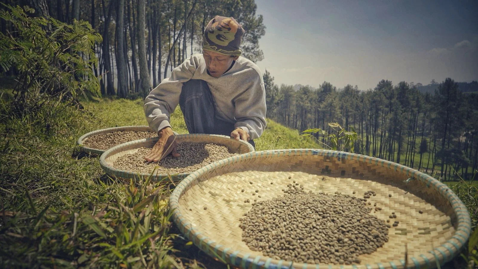 Farmer sorting Kaya Kopi in a natural outdoor setting