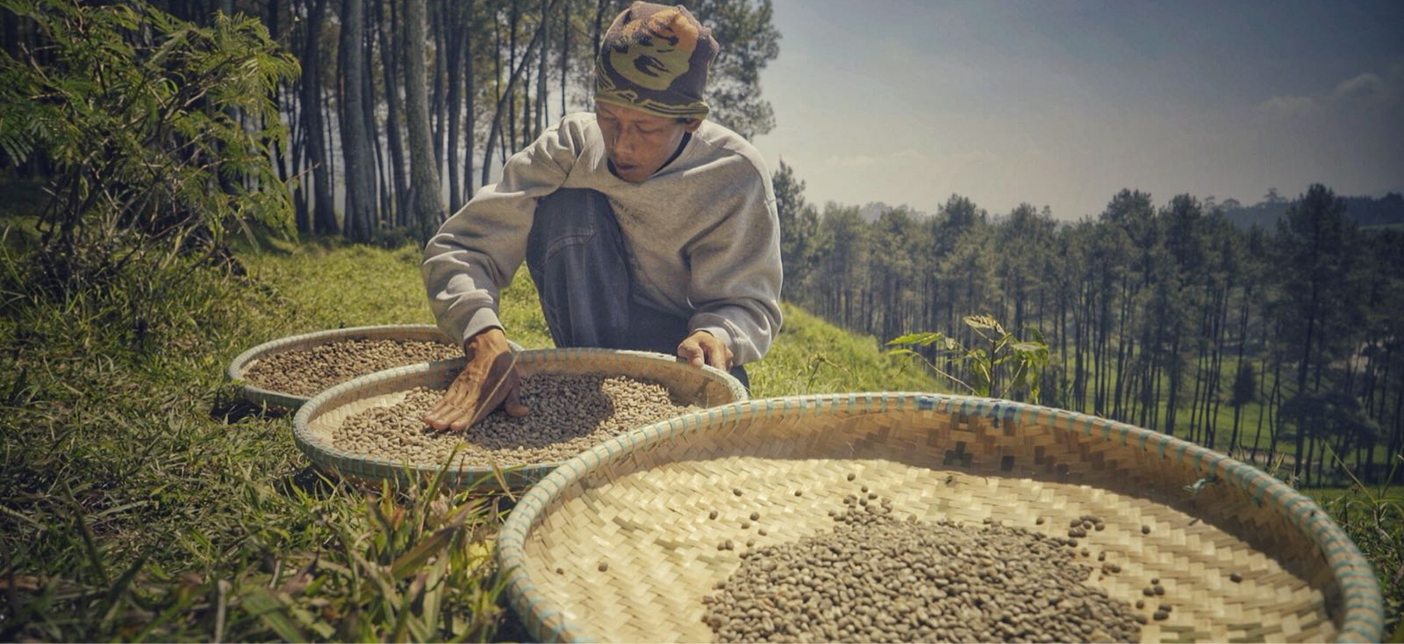 Kaya Kopi coffee beans drying naturally during the traditional processing stage