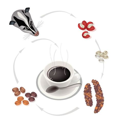coffee cup, and luwak coffee beans on a white background