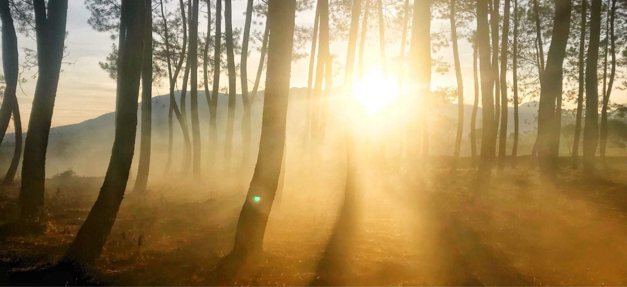 Sunlight filtering through the forest trees where Luwak coffee is naturally sourced