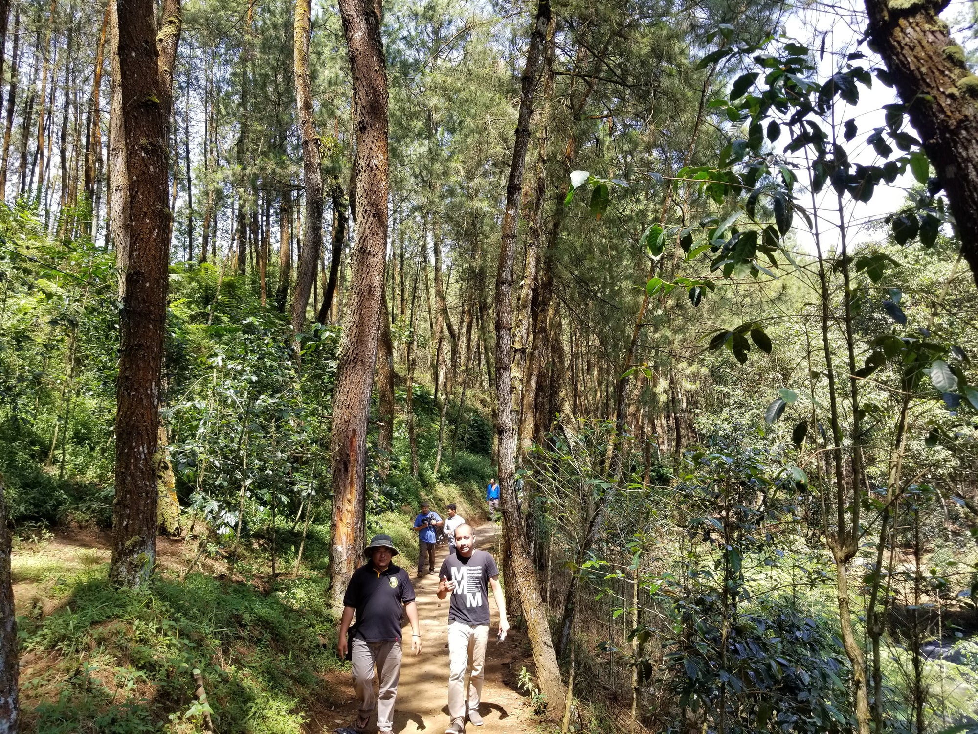 kaya kopi team walking through a lush forest area where Luwak coffee is naturally sourced
