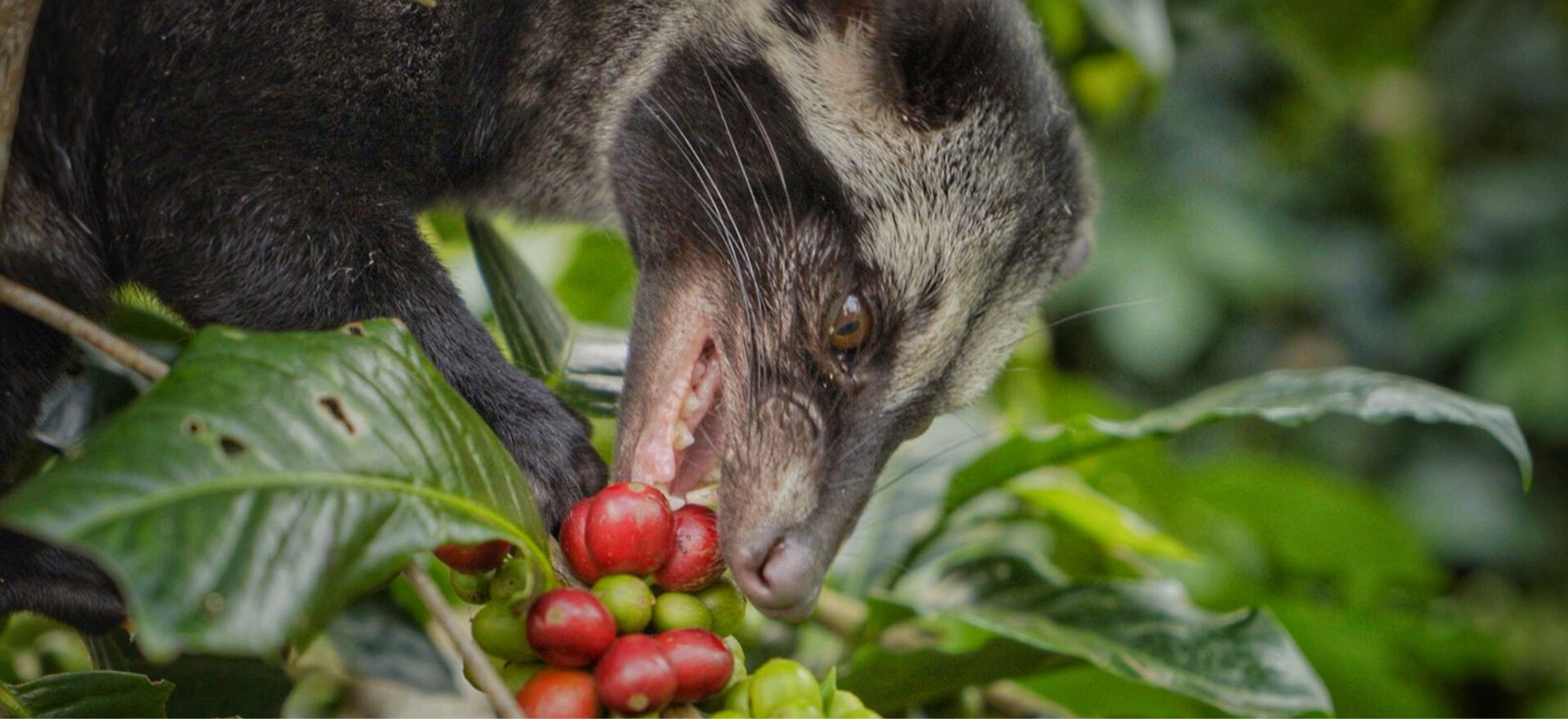 luwak eating barries on a tree