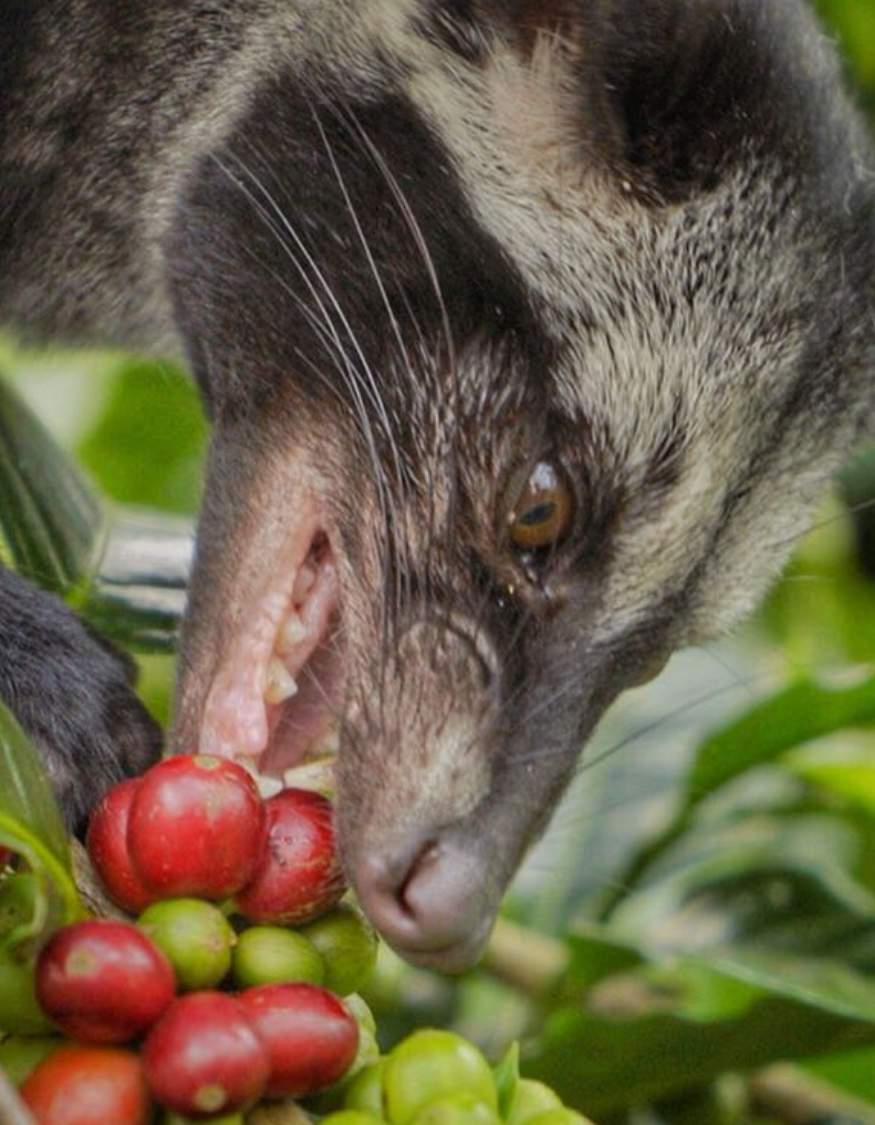 ジャコウネココーヒー500g　Musang Coffee Kape Umali Shop Kopi Luwak - Buy The Most Exclusive Coffee On Earth — Kaya