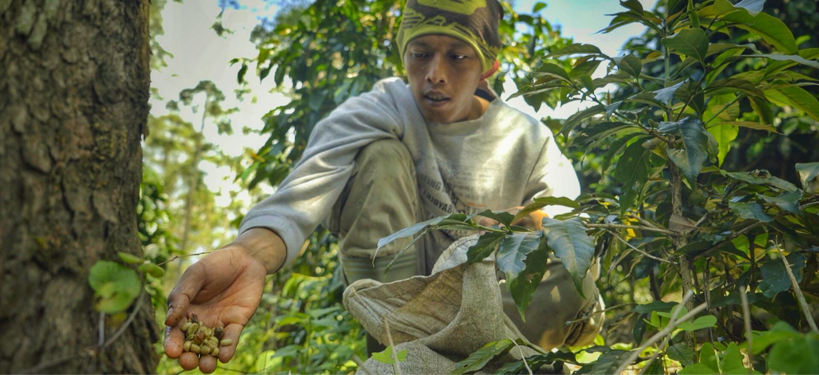 Luwak coffee hunter collecting premium coffee beans in a natural forest setting.