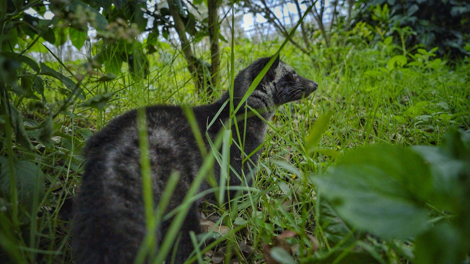 luwak ( civet cat), in a natural forest setting with green foliage.