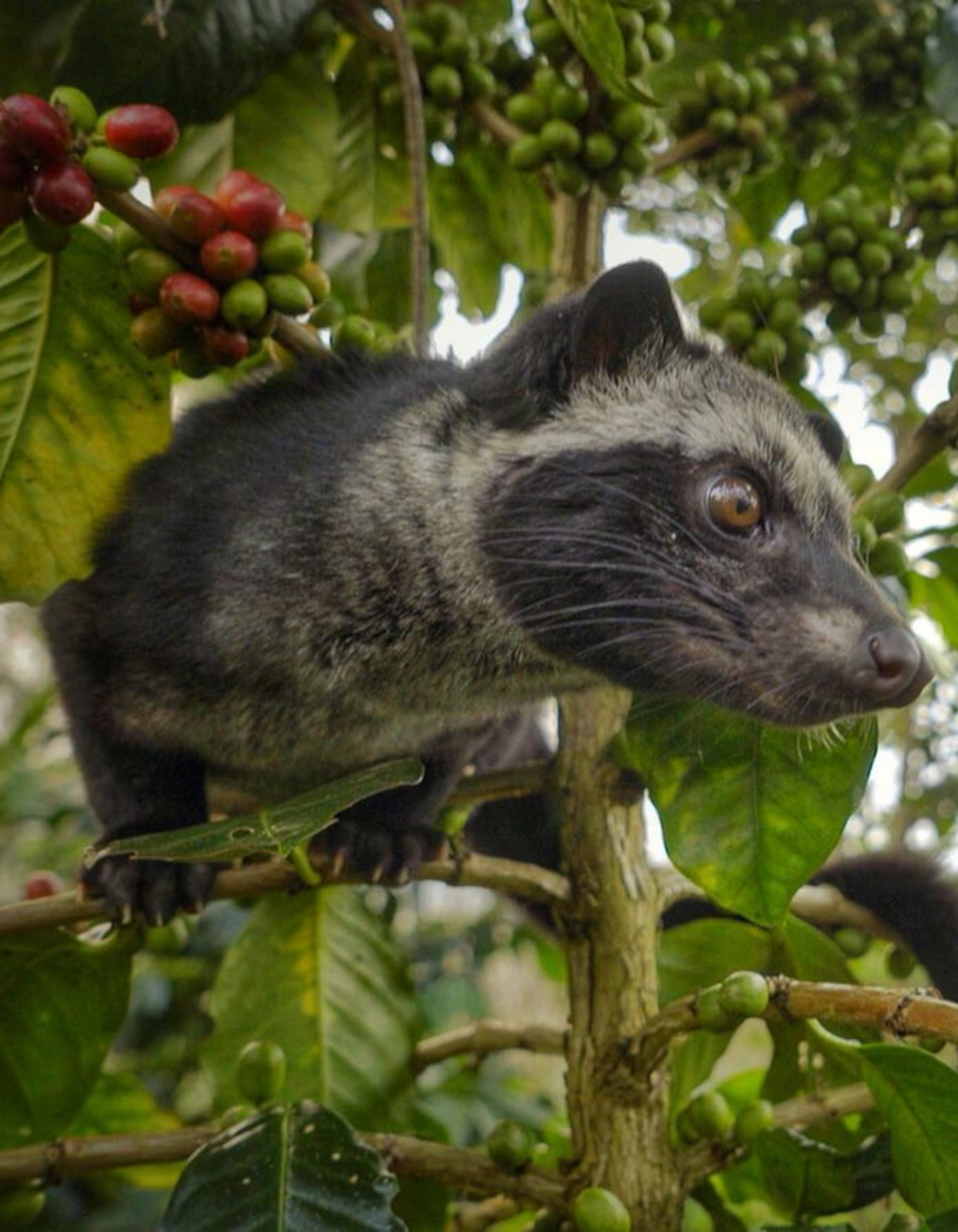 luwak on a coffee tree with coffee beans