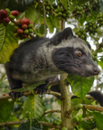luwak on a coffee tree with coffee beans