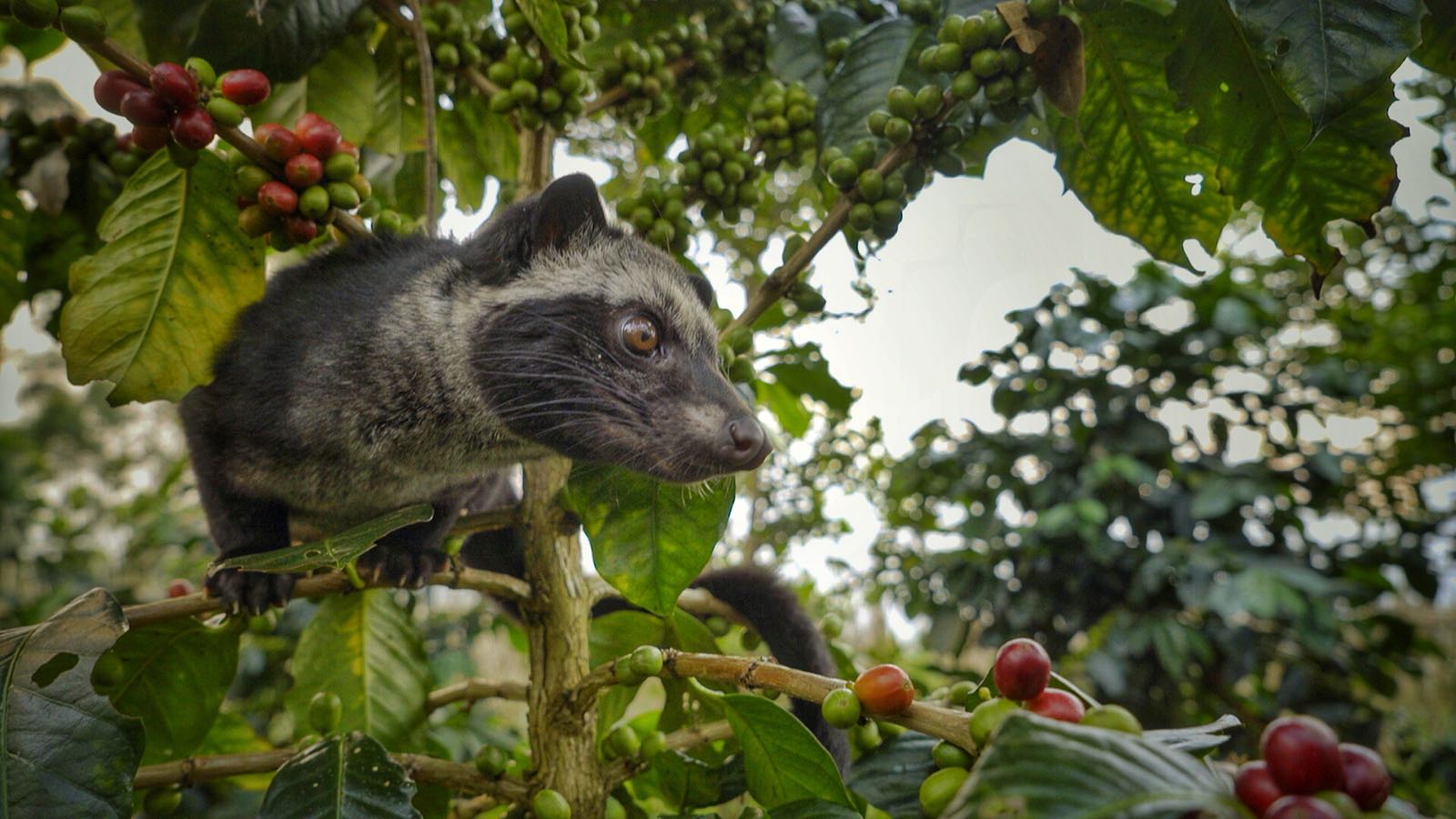 Luwak in tree