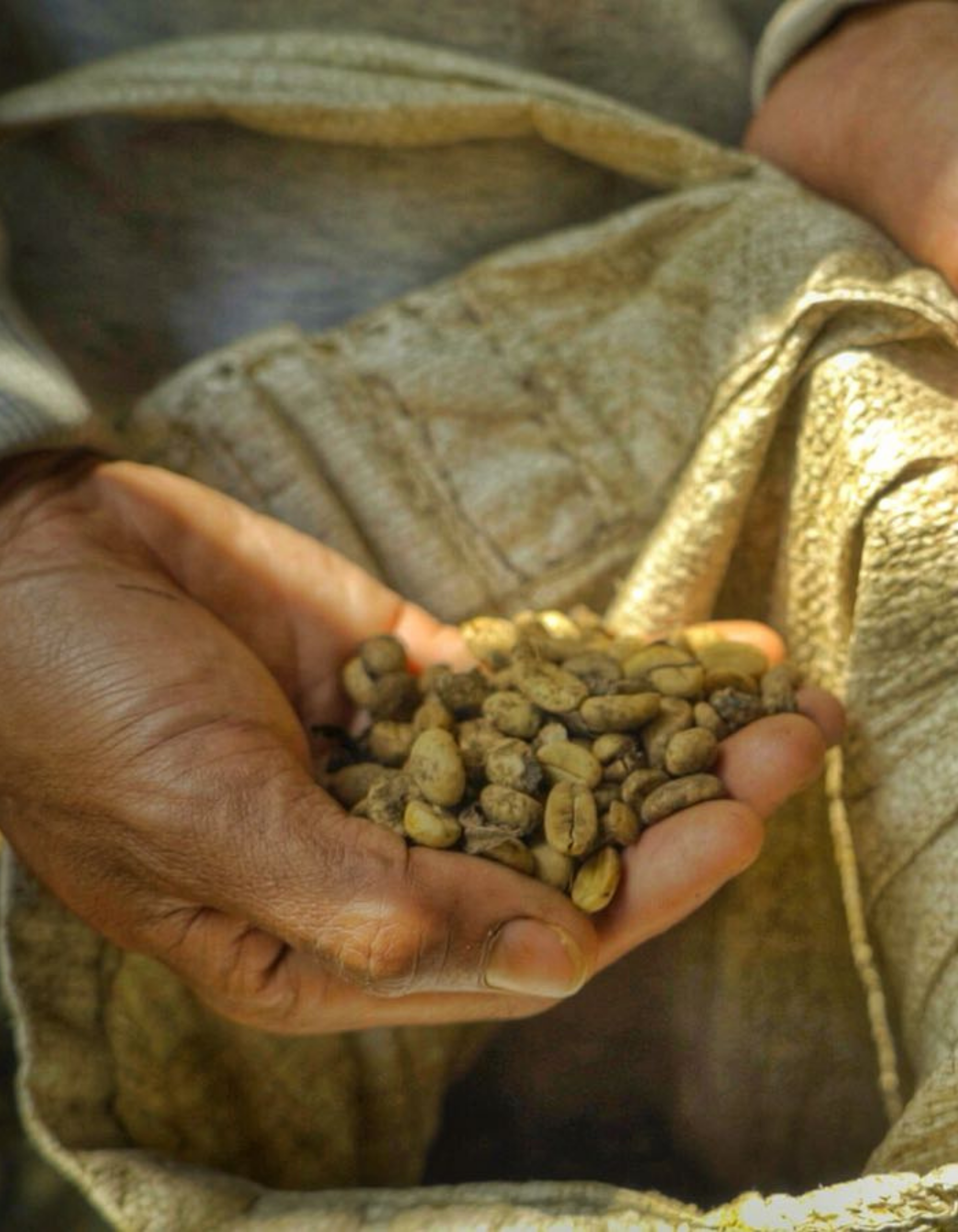 Hands holding premium Luwak coffee beans with a blurred natural background