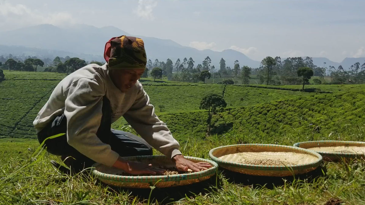 Kaya Kopi Luwak wild civet coffee production process video