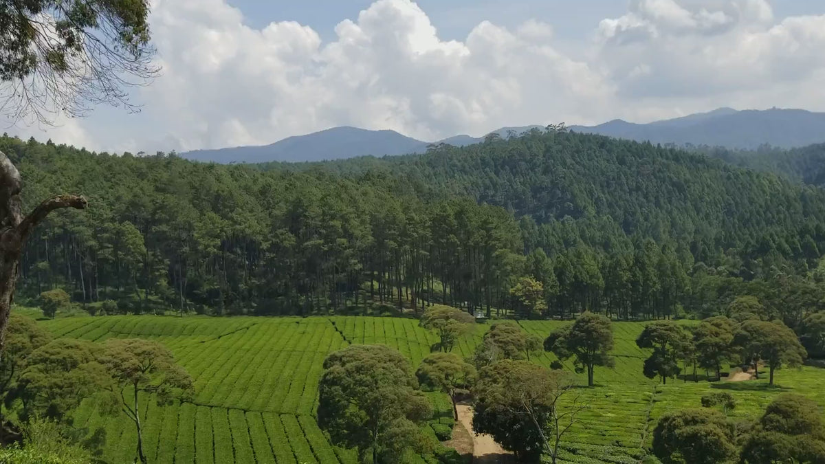 Short video showing the natural Luwak coffee farm environment