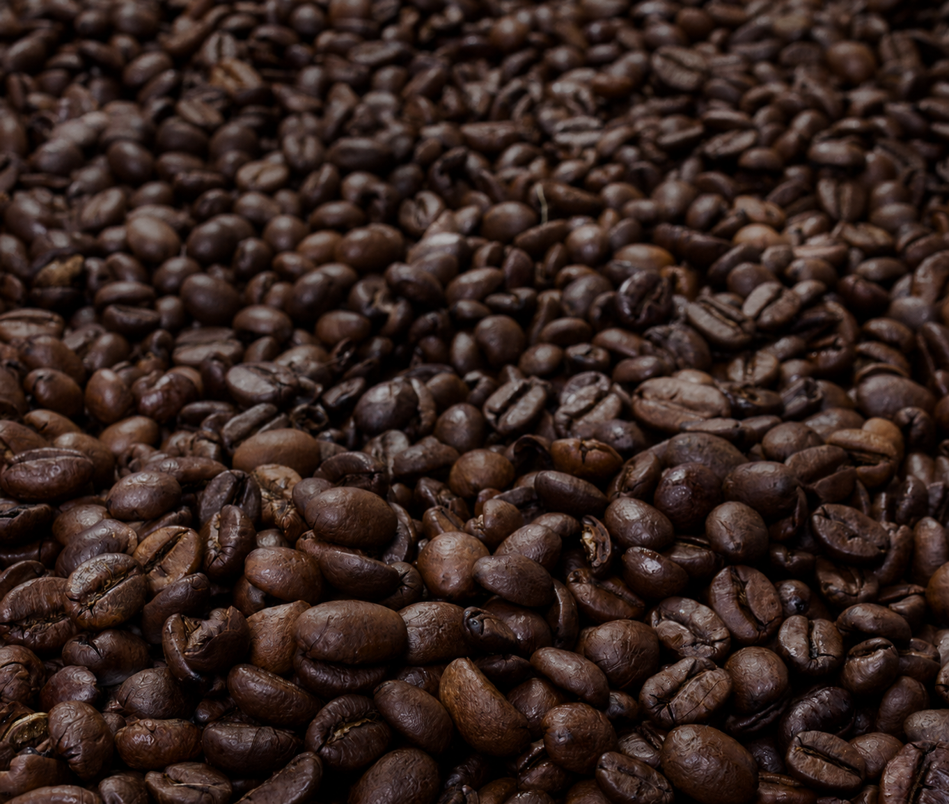 Close-up of roasted kopi luwak coffee beans