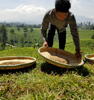 Person sorting luwak coffee beans in a field with a scenic background