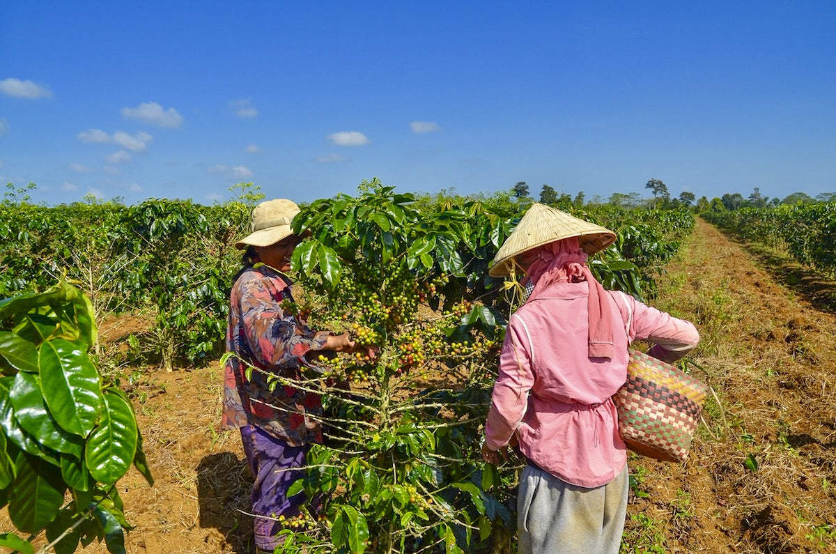 Two workers in a luwak coffee plantation with hats and bags.